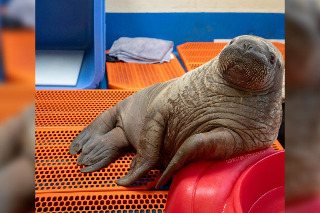 Baby walrus rescued in Alaska finds a new home with growing herd in Florida