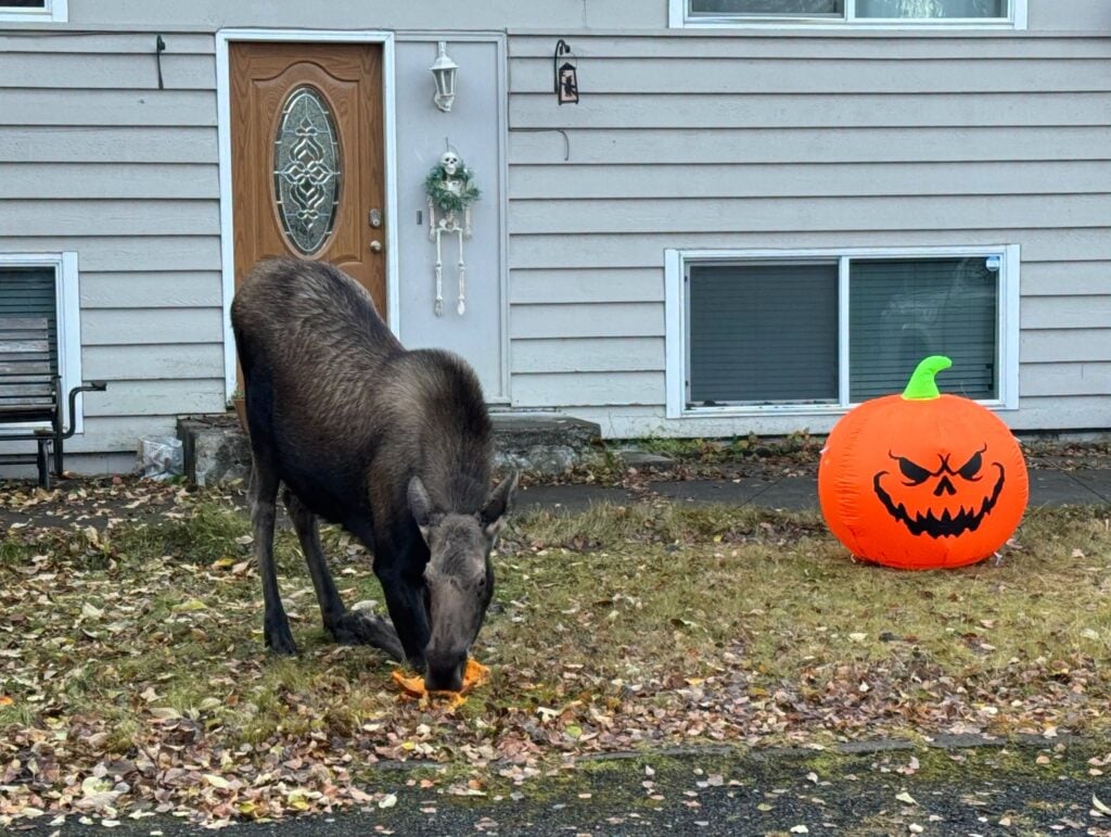 ‘They’ll come up, door to door’: Fish & Game warns pumpkins lure 1,000-pound trick-or-treaters