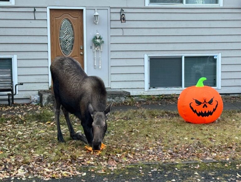 ‘They’ll come up, door to door’: Fish & Game warns pumpkins lure 1,000-pound trick-or-treaters