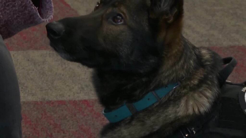‘He was my true north’: Alaska veteran’s photo series honors service dogs